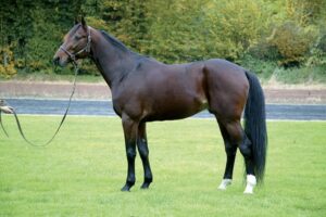 Magnificent Rodney - Haras de Fligny