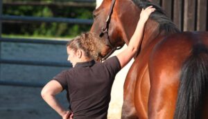 Ambiance étalons - Haras de Fligny