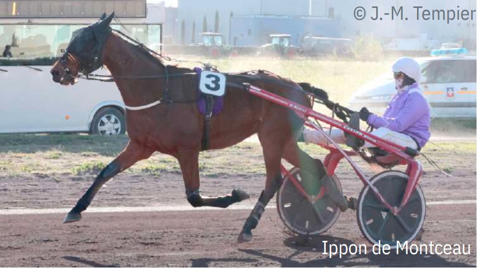 IPPON DE MONTCEAU